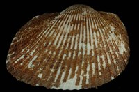 藏品(大毛蚶)的圖片